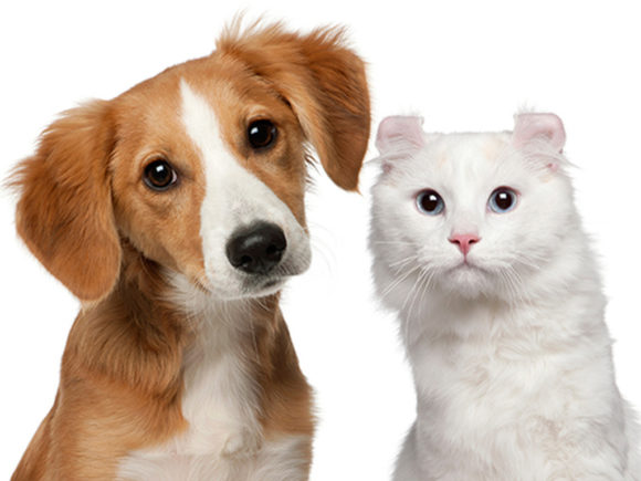 Infections In Pets