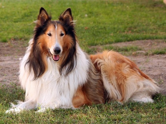 Excitability in dogs can sometimes make day to day living difficult for the owners. Valerian compound or tablets calm and relax dogs that are excitable.