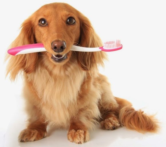 Good dental hygiene is extremely important for the health of your dog or cat. Roast Dinner Toothpaste & Fragaria 3C keeps the teeth and gums healthy.